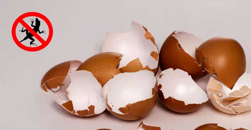 eggshells-repel-lizards