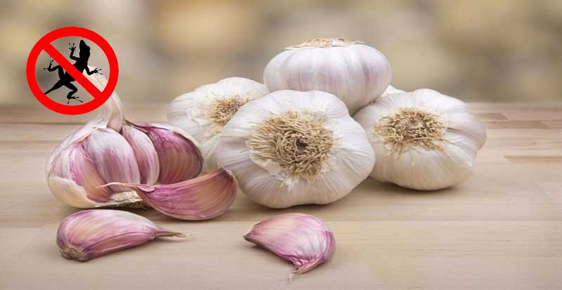 garlics-repel-lizards