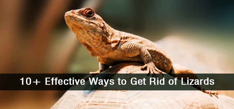 how-to-get-rid-of-lizards