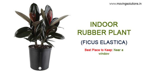 Indoor-Rubber-Plant
