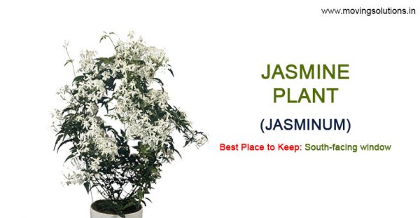 Jasmine-Vastu-Plants