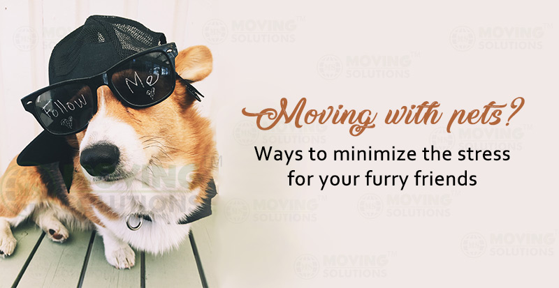 pets-move
