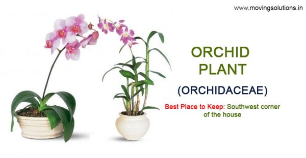 Orchid-Plant-Vastu