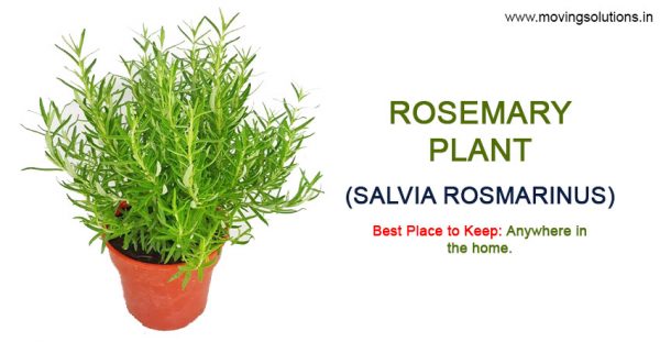 Rosemary-Vastu-Plant